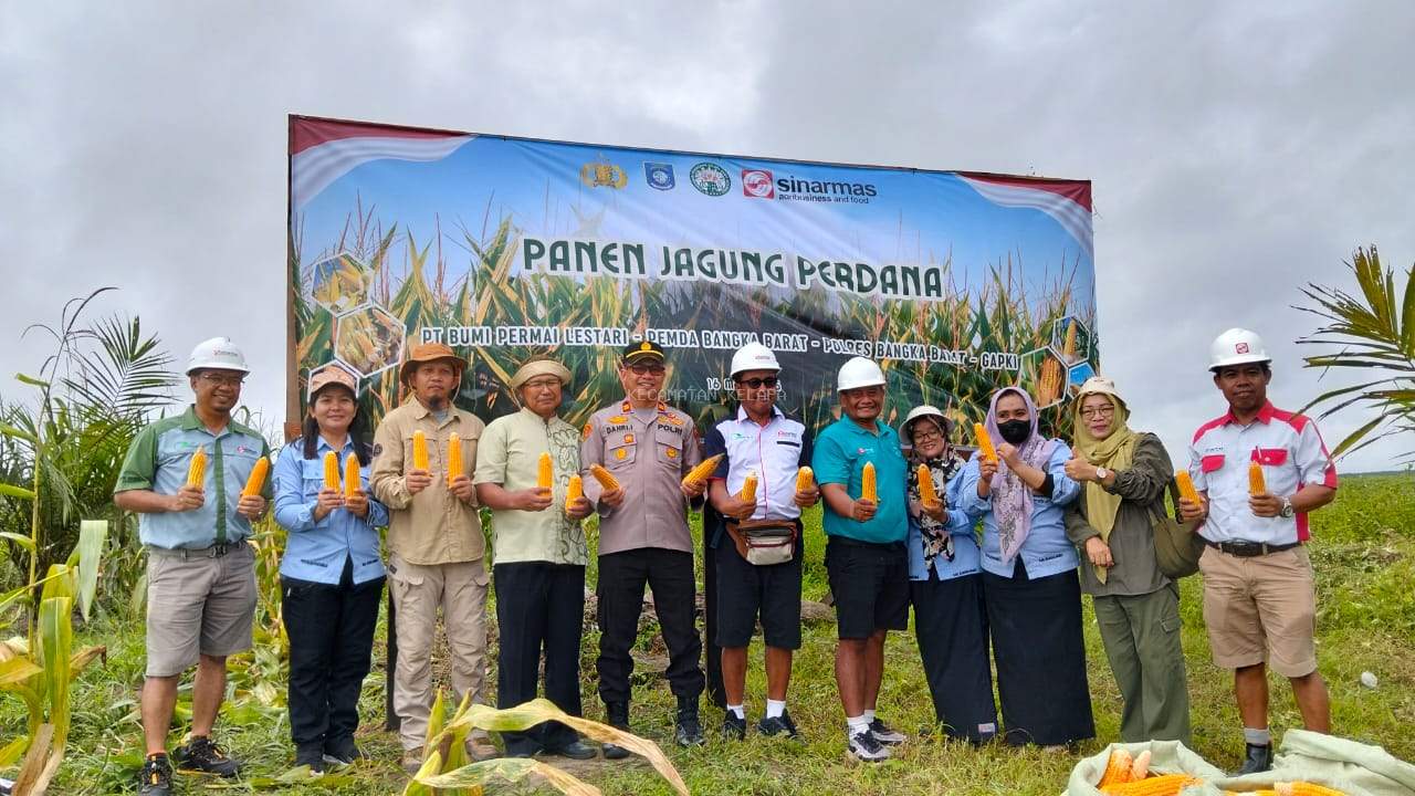 KEGIATAN PANEN JAGUNG PIPIL DI LAHAN PERKEBUNAN PT PBL KECAMATAN KELAPA KABUPATEN BANGKA BARAT